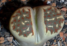 Lithops dorotheae C360