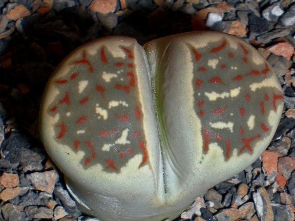 Lithops dorotheae C360