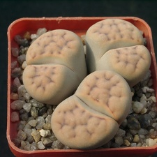 Lithops erniana v eloy