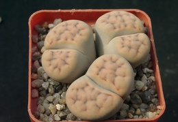Lithops erniana v eloy
