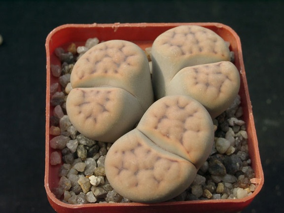 Lithops erniana v eloy