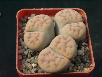 Lithops erniana v eloy