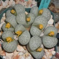 Lithops francisci C371