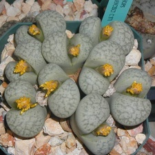 Lithops francisci C371