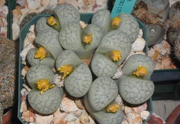 Lithops francisci C371