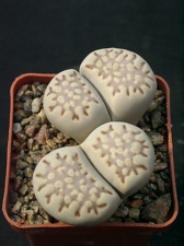 Lithops fulleri