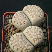 Lithops fulleri