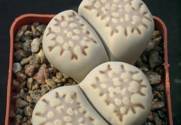 Lithops fulleri
