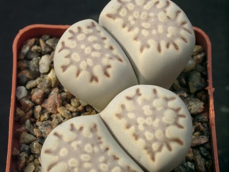 Lithops fulleri