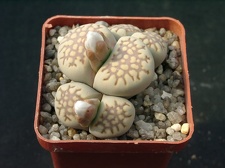 Lithops fulleri v brunnea