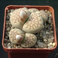 Lithops fulleri v brunnea