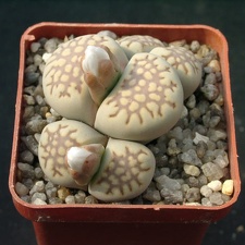 Lithops fulleri v brunnea