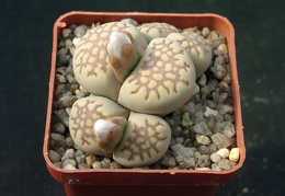 Lithops fulleri v brunnea