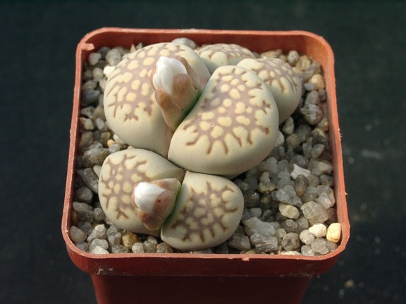 Lithops fulleri v brunnea