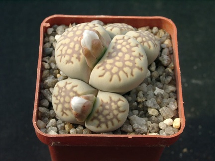 Lithops fulleri v brunnea