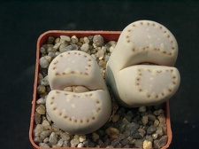 Lithops fulleri v rouxii