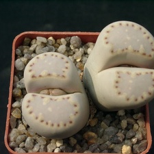 Lithops fulleri v rouxii