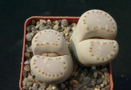 Lithops fulleri v rouxii