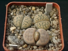 Lithops fulvicepc Pofadder L  karasmontana jacobseniana 