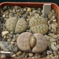 Lithops fulvicepc Pofadder L  karasmontana jacobseniana 
