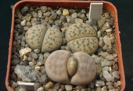Lithops fulvicepc Pofadder L  karasmontana jacobseniana 