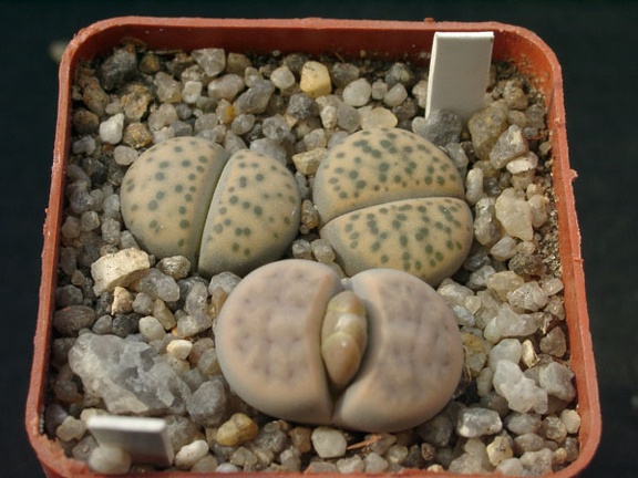 Lithops fulvicepc Pofadder L  karasmontana jacobseniana 