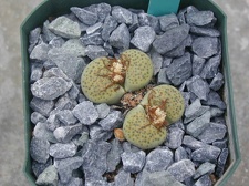 Lithops fulviceps Aurea