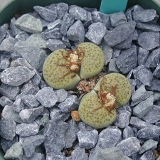 Lithops fulviceps Aurea