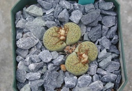 Lithops fulviceps Aurea