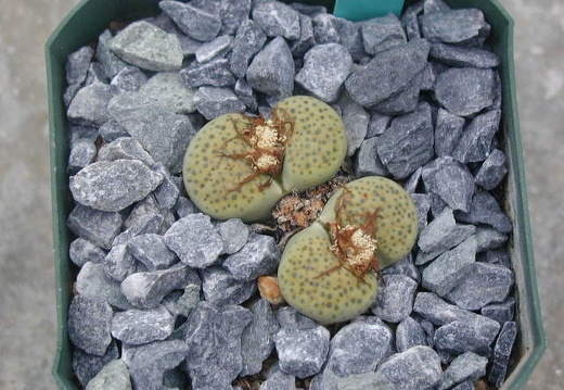 Lithops fulviceps Aurea