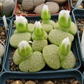 Lithops fulviceps cv Aurea Gorb FG