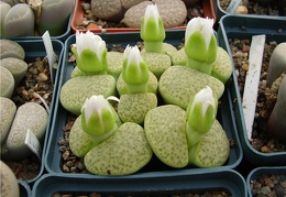 Lithops fulviceps cv Aurea Gorb FG