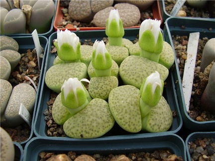 Lithops fulviceps cv Aurea Gorb FG