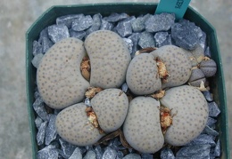 Lithops fulviceps v  lactinea