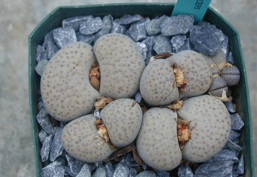 Lithops fulviceps v  lactinea
