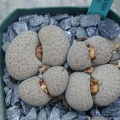 Lithops fulviceps v  lactinea