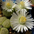 Lithops fulviceps v fulviceps cv   Aurea  C363 