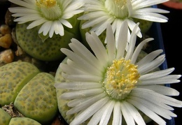 Lithops fulviceps v fulviceps cv   Aurea  C363 