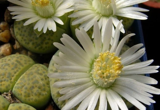 Lithops fulviceps v fulviceps cv   Aurea  C363 