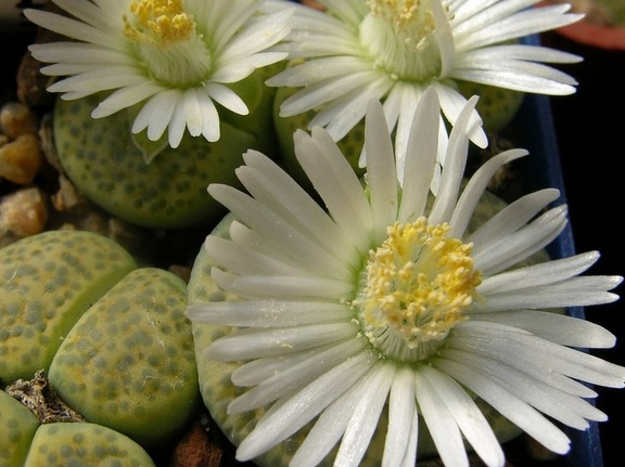 Lithops fulviceps v fulviceps cv   Aurea  C363 