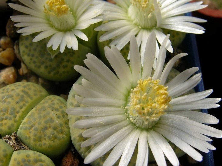 Lithops fulviceps v fulviceps cv   Aurea  C363 
