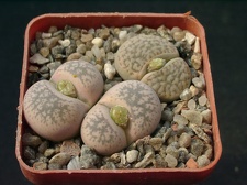 Lithops gesineae Lithops dabneri