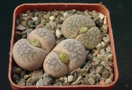 Lithops gesineae Lithops dabneri