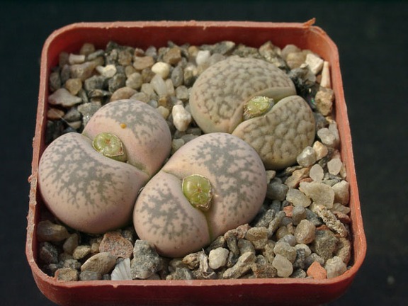 Lithops gesineae Lithops dabneri