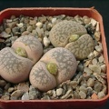 Lithops gesineae Lithops dabneri