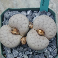 Lithops gracilidelineata C243