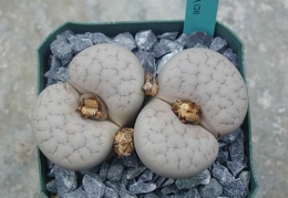 Lithops gracilidelineata C243