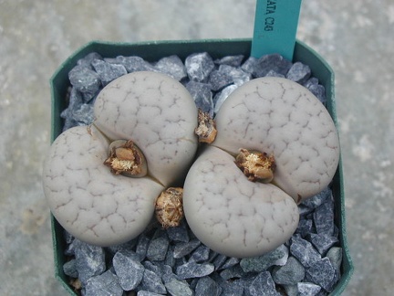 Lithops gracilidelineata C243