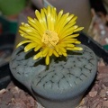 Lithops gracilidelineata Ru FG
