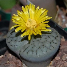 Lithops gracilidelineata Ru FG